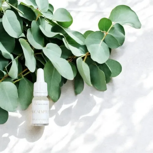 Eucalyptus etherische olie 10 ml
